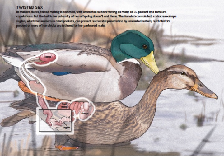 This beautiful illustration of mating ducks accompanied my paper in The Scientist @ Catherine Delphia