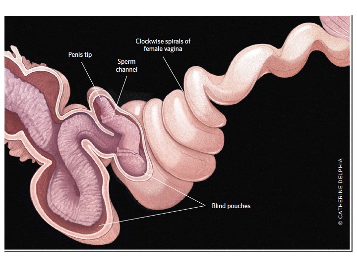 Female mallards have twisted vaginas that make intromission by unwanted males difficult. The male penis spirals in a counterclockwise direction while the female spirals in a clockwise direction