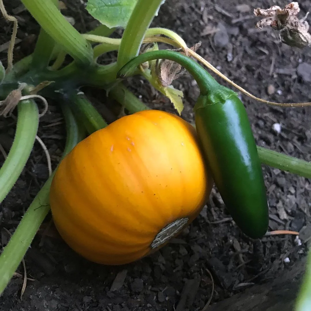 punkin.jpg