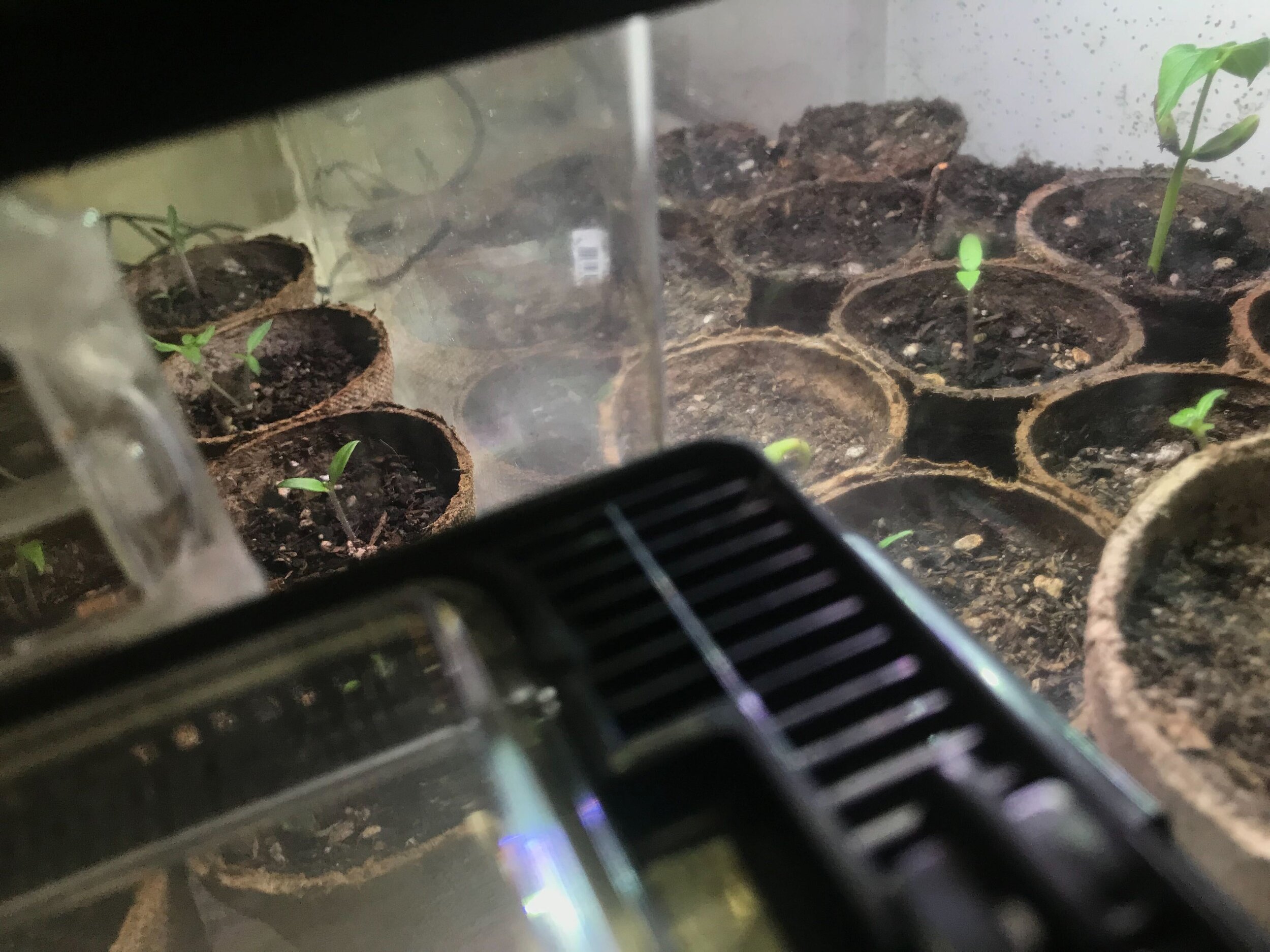 Incubation