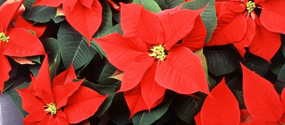 Poinsettia.jpg
