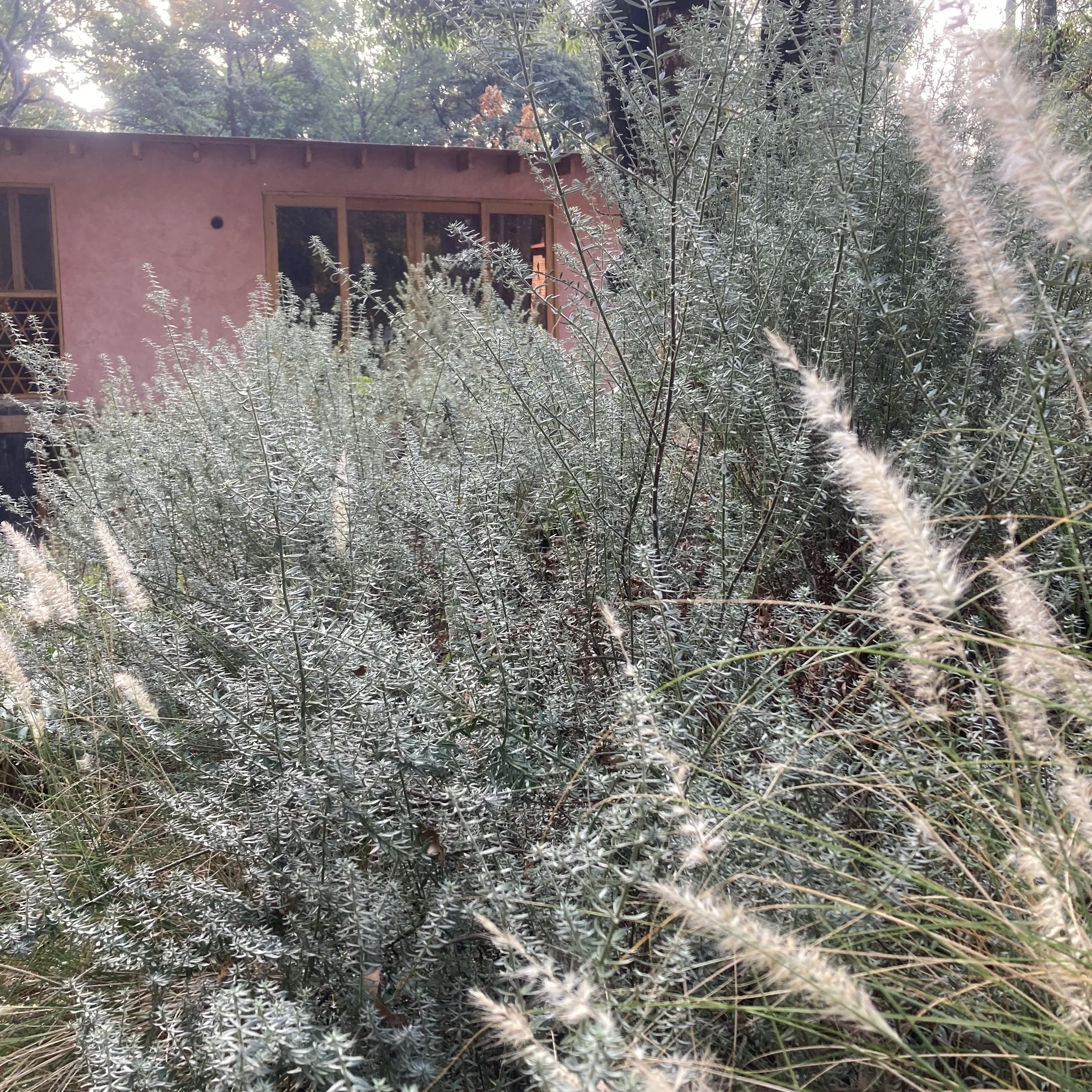 mi-jardin01-vidalenta.jpg