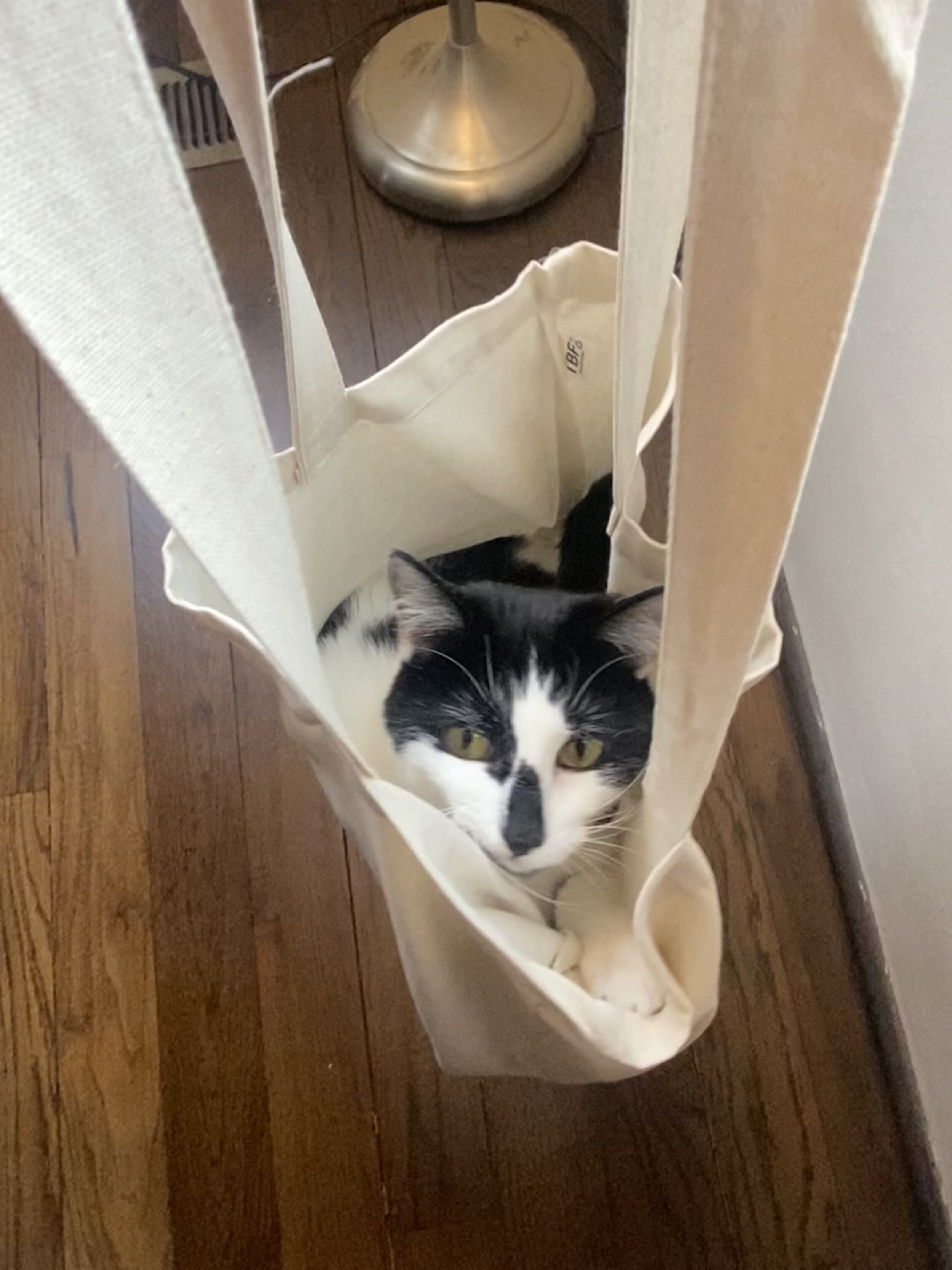 EVIL GARBAGE tony.JPG