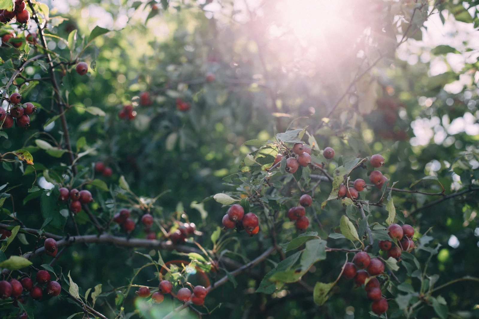 Cambium-Farms-wedding-photography-by-Sam-Wong-of-Artanis-Collective_10.jpg