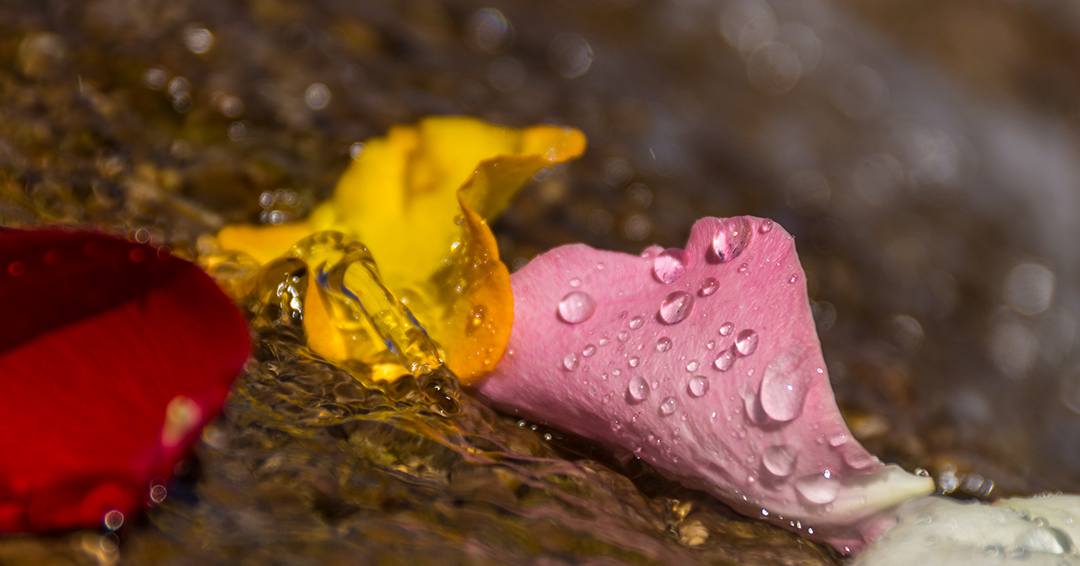 2. As an experiment, I took a couple of gallons of rose petals out to Pedernales Falls State Park to see what I could create. The shots feel like they might be a first draft of an interesting larger project. 