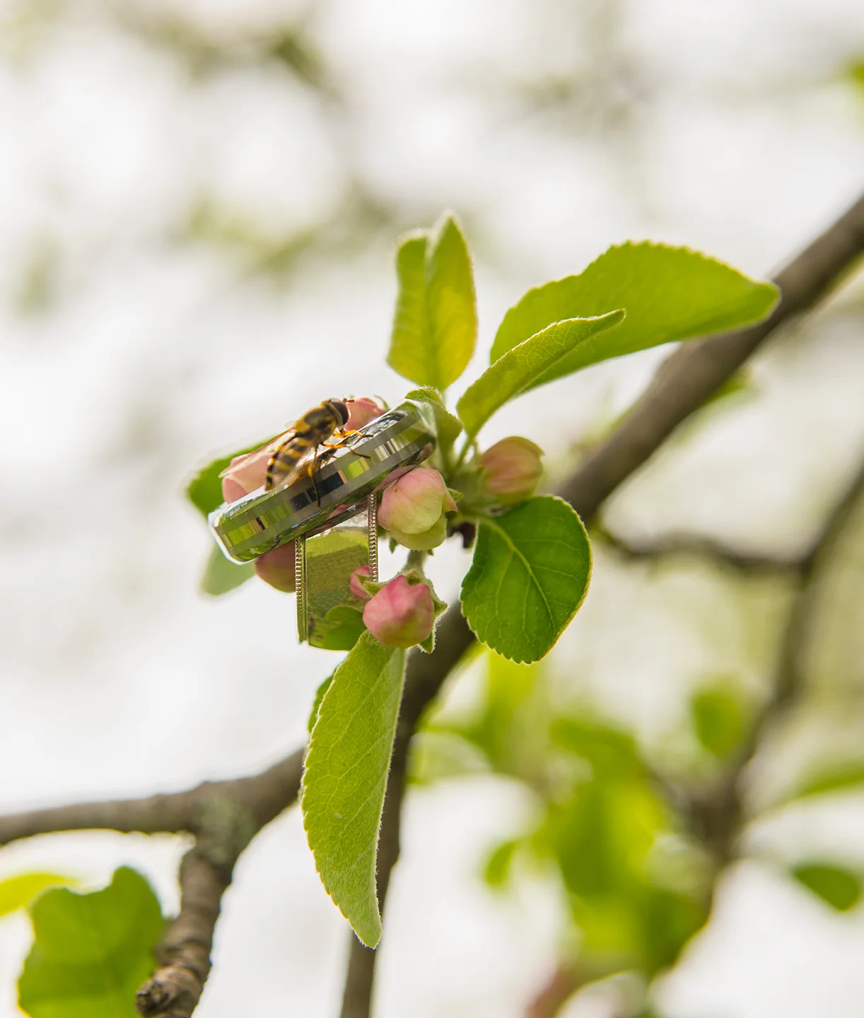 7. Wedding shooting is extremely hard photography and delightfully easy - often at the same time. I flew up to New Hampshire to shoot a lovely, low-key wedding. Arriving the day before gave me a chance to scope out the scene - including playing with the rings and the blooming apple blossoms. 