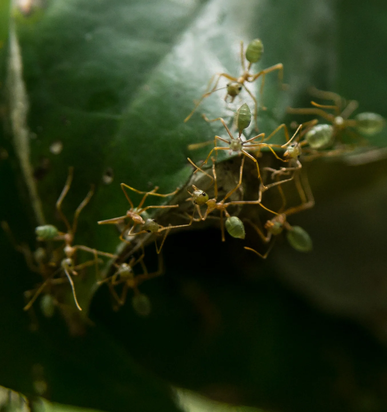 10. While we in Cape Tribulation, we took a day tour of the forest with an aboriginal guide. These ants are safe to eat - and as we found out, have a very pleasant lime taste. 