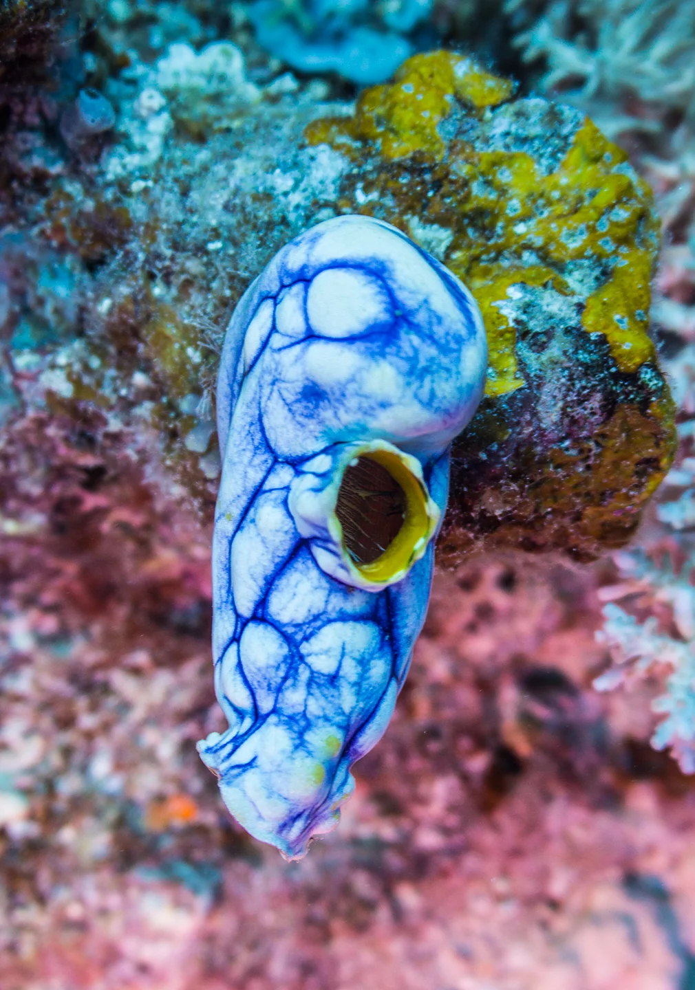 12. The best part of the trip for me was scuba diving the Great Barrier Reef. I learned to scuba this year for the sole purpose of diving and shooting the reef. It took three or four dives before I became comfortable with my camera underwater - this was a Canon DSLR in a Ikelite case - but by the end, I was feeling more confident. It was an amazing experience - like sitting at the bottom of the world's best fishtank. 