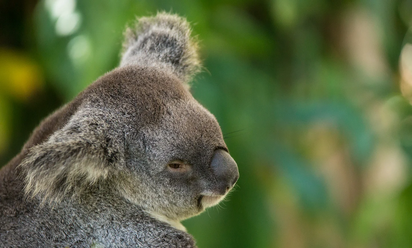 13. Our friend the koala - also seen on the cover of my Australia calendar . This was in Kuranda - something of a tourist trap, but fun to wander through for a day. 