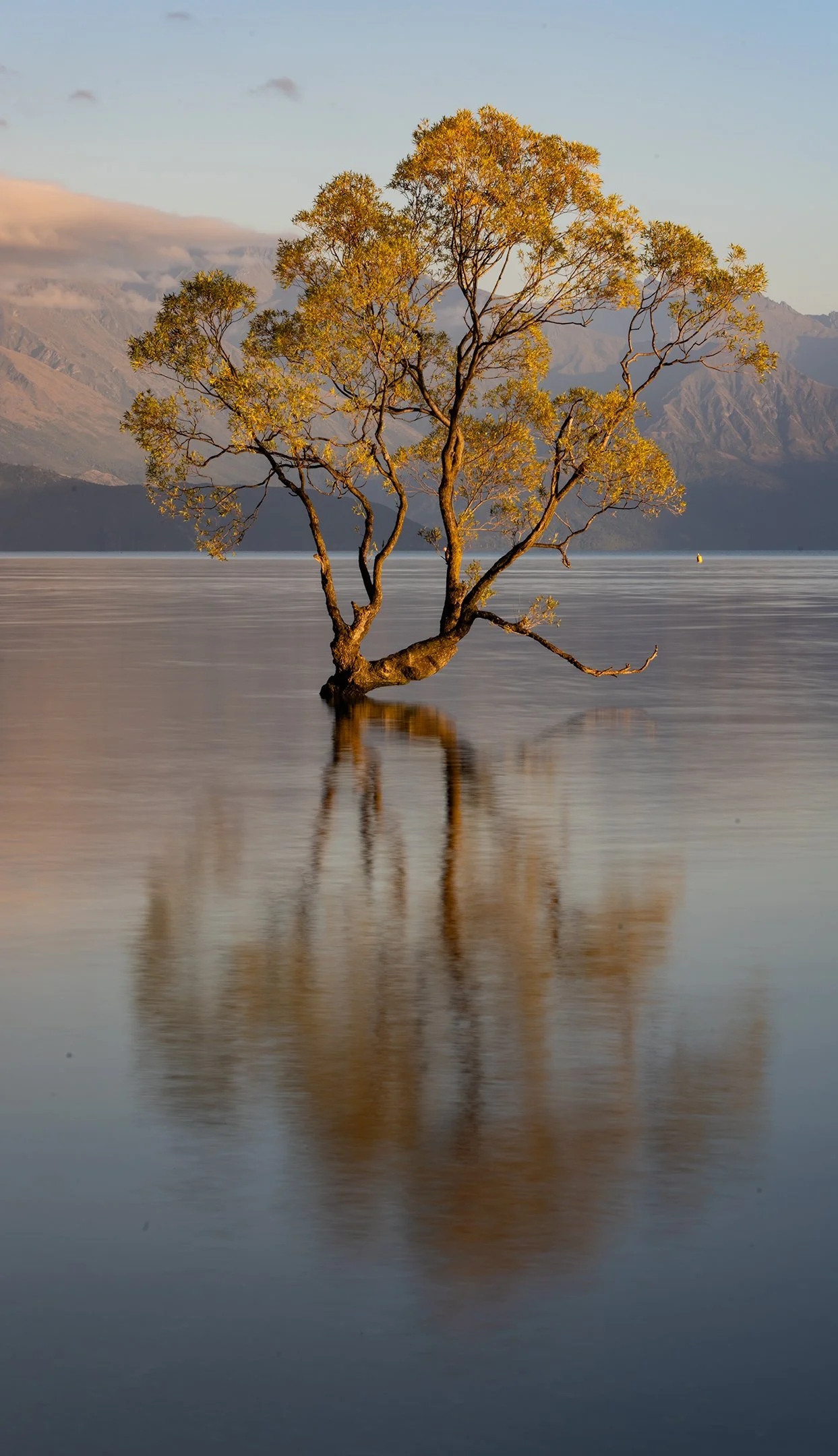 The famous Wanaka tree. Photo taken by Josh Trudell.