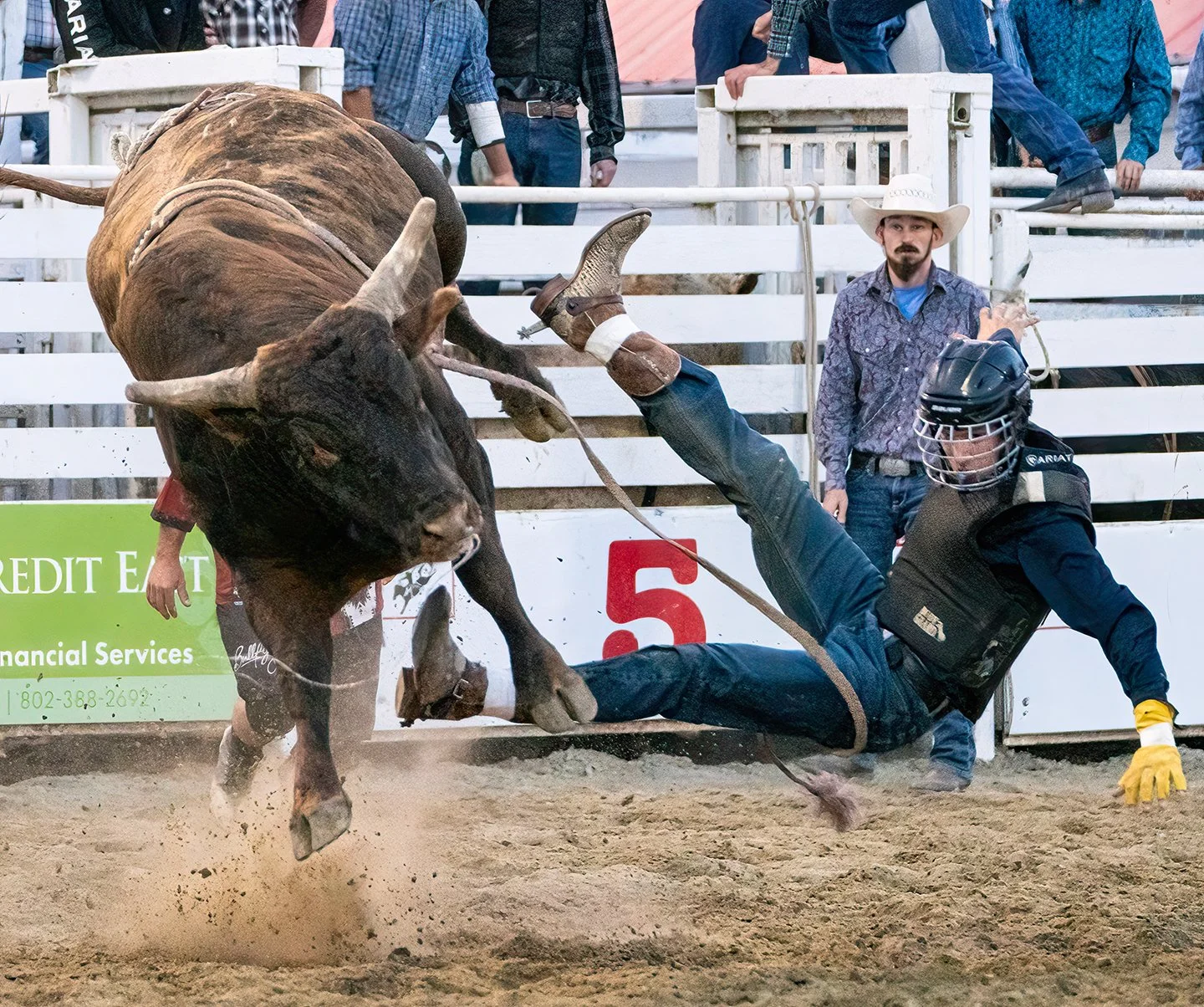 A rider is thrown from a bull at a rodeo in Vermont. Photo by Josh Trudell