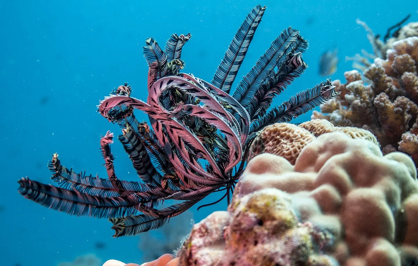 Great Barrier Reef, Australia