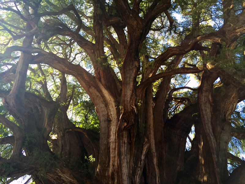 The massive trunk of this tree and all its burls, curves, and branches, make me think of the many dialogues that happen within us to shape us into who we are. This tree is located in Santa Maria del Tule, Oaxaca, Mexico and has the stoutest trunk of any tree in the world! Its age is unknown, somewhere between 1,500 to 6,000 years old. 