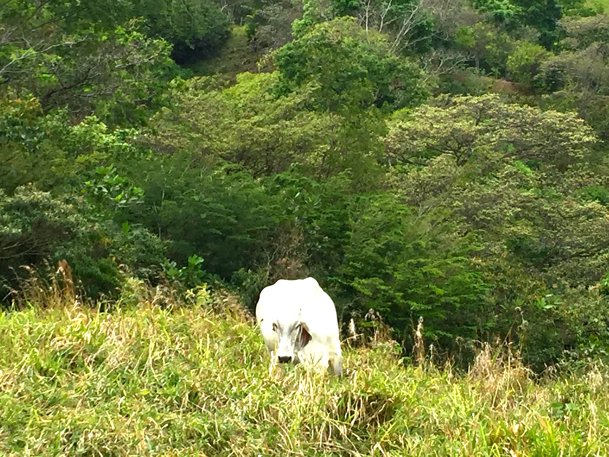 A view from the isolated roadside. I love these Brahman cattle.