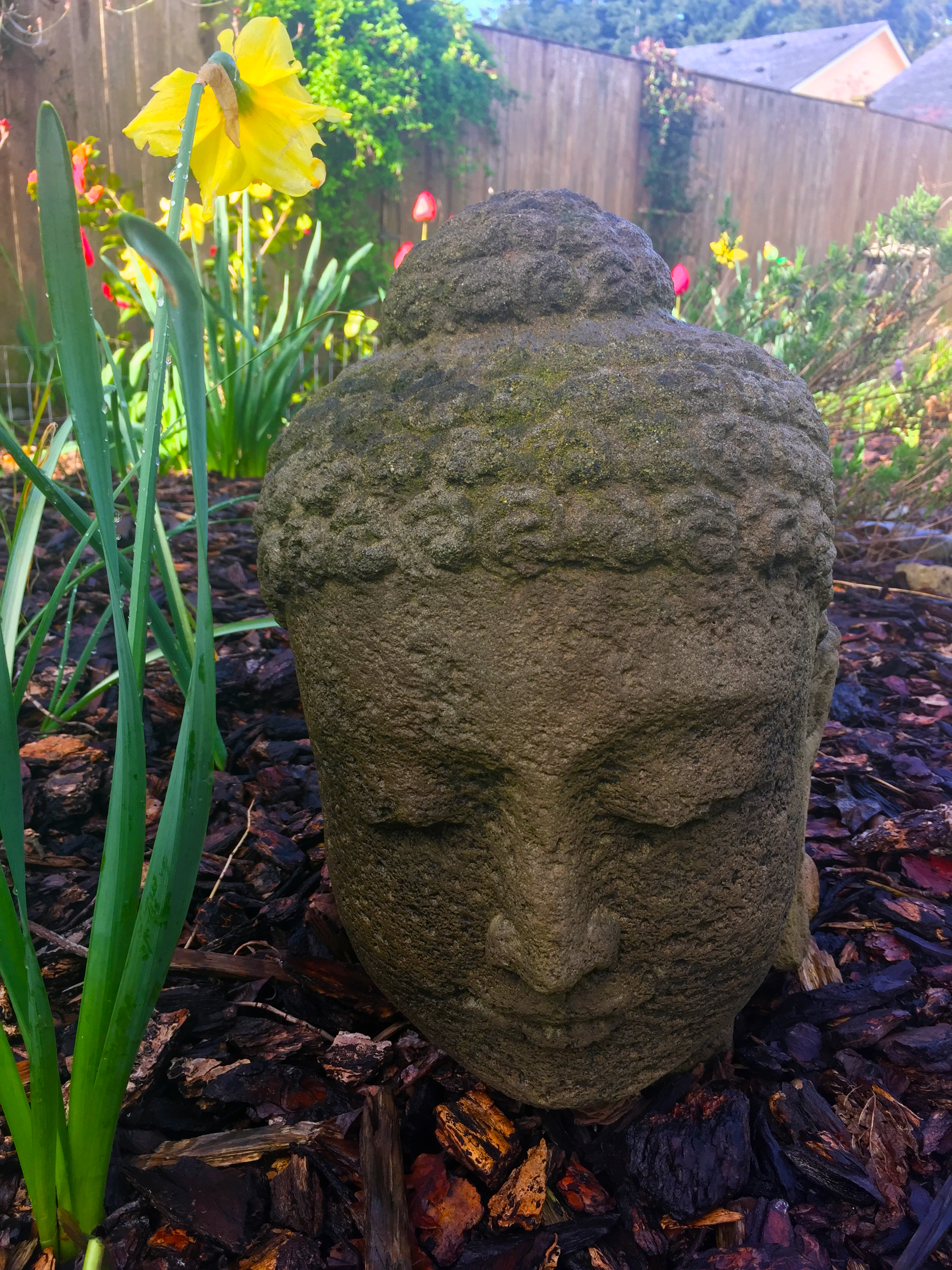 This backyard image reminds me of the dynamic new growth of spring, and our inner wisdom, always nearby, patiently waiting for us.