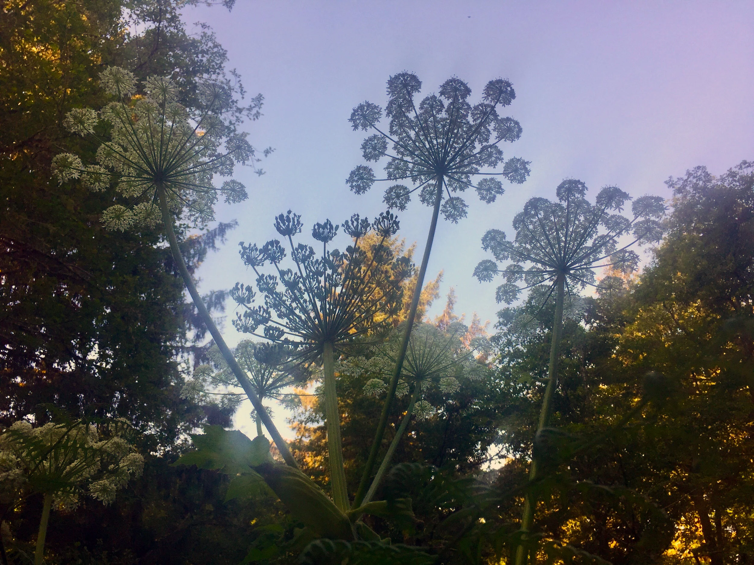 bigflowers.jpg