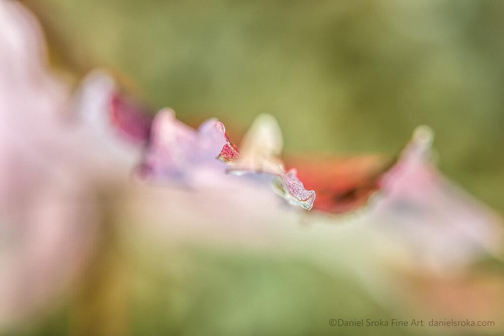 Unaware (an abstract of a fallen leaf)