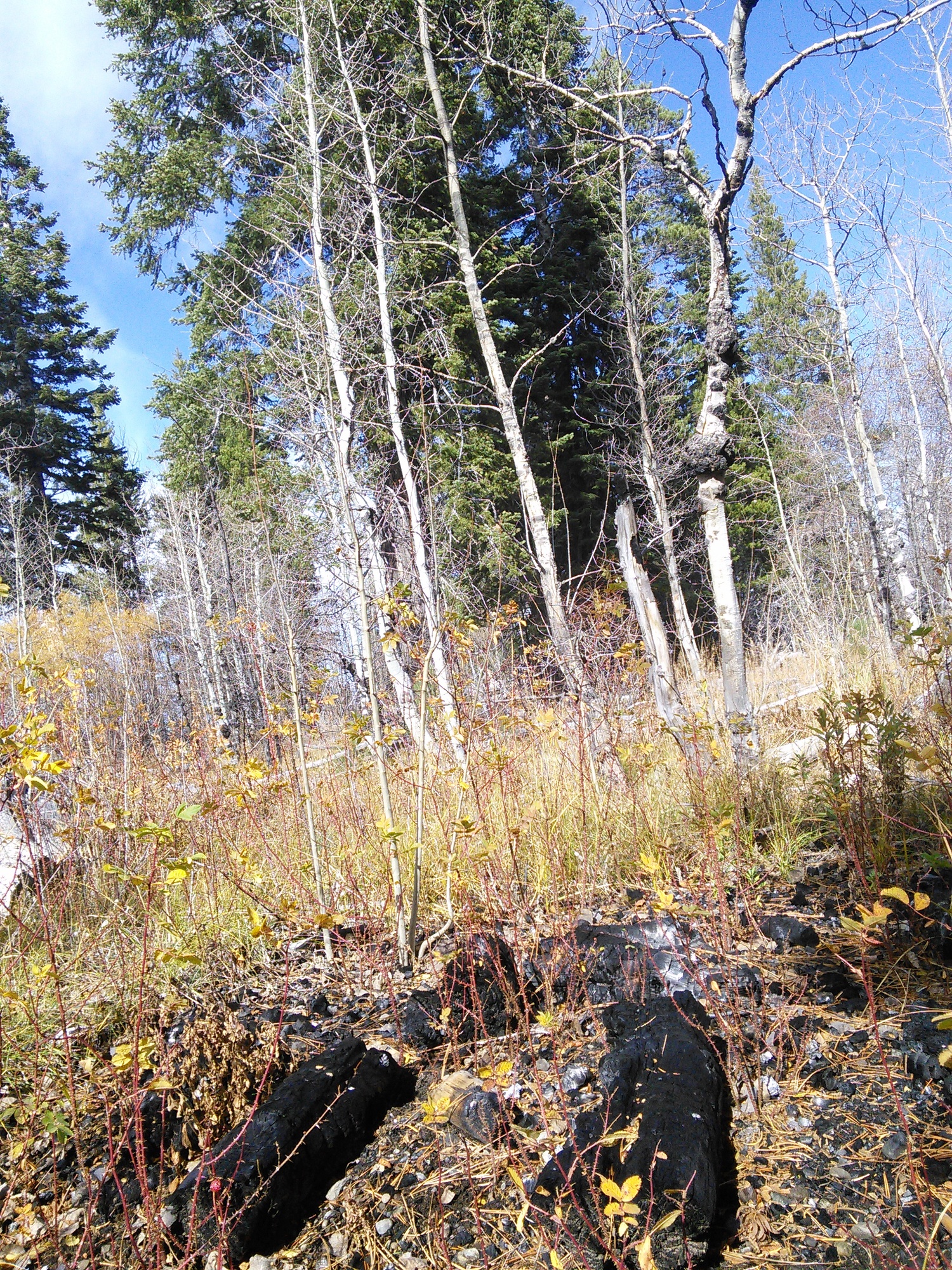A pile burn in the newly restored aspen stand