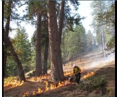 Northern California Fire Science Field Days  (1-day free events): Weaverville, CA