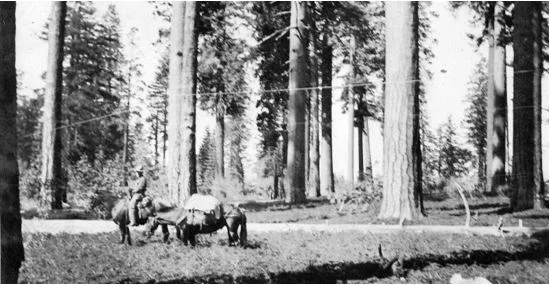 Historical and current structure in a Southern Sierra Nevada forest landscape: Research Brief