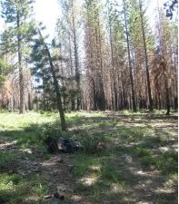 Fire and fuel treatment effects on understory plant diversity in California mixed-conifer forests