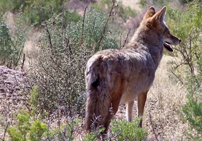 A High Severity Fire in a Southern California Forest does not Adversely Affect Carnivore Species. Research Brief 