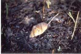 5-Years of Small Mammal Response to Fire Severity in a Southern California Mixed Conifer Forest: Research Brief