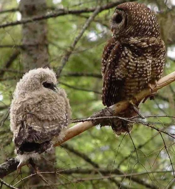 Response of California Spotted Owls to Fire and Salvage Logging in Southern California: Research Brief