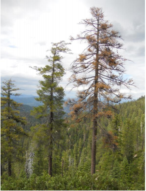 New Management Consideration: Prescribed burning and the drought: go or no go?