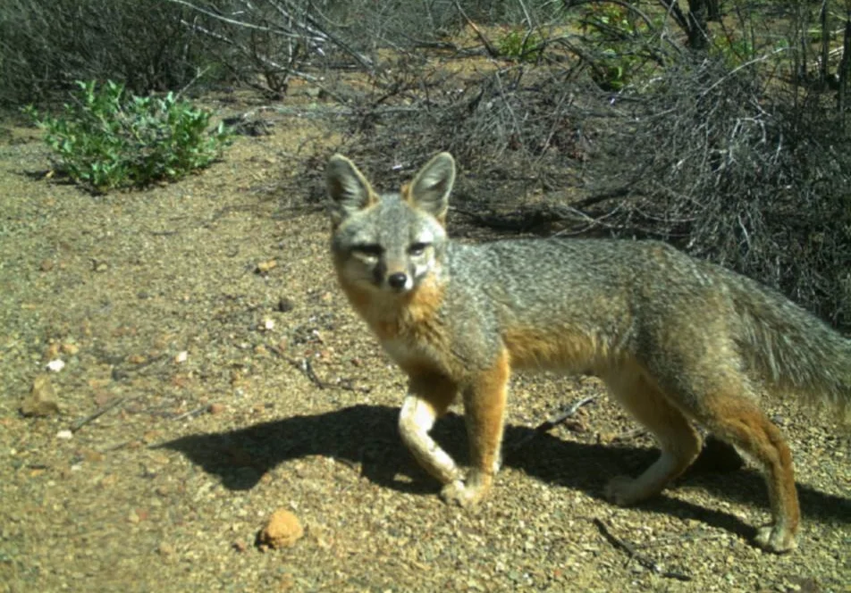 Wildlife Responses to California Shrubland Wildfire: Research Brief 