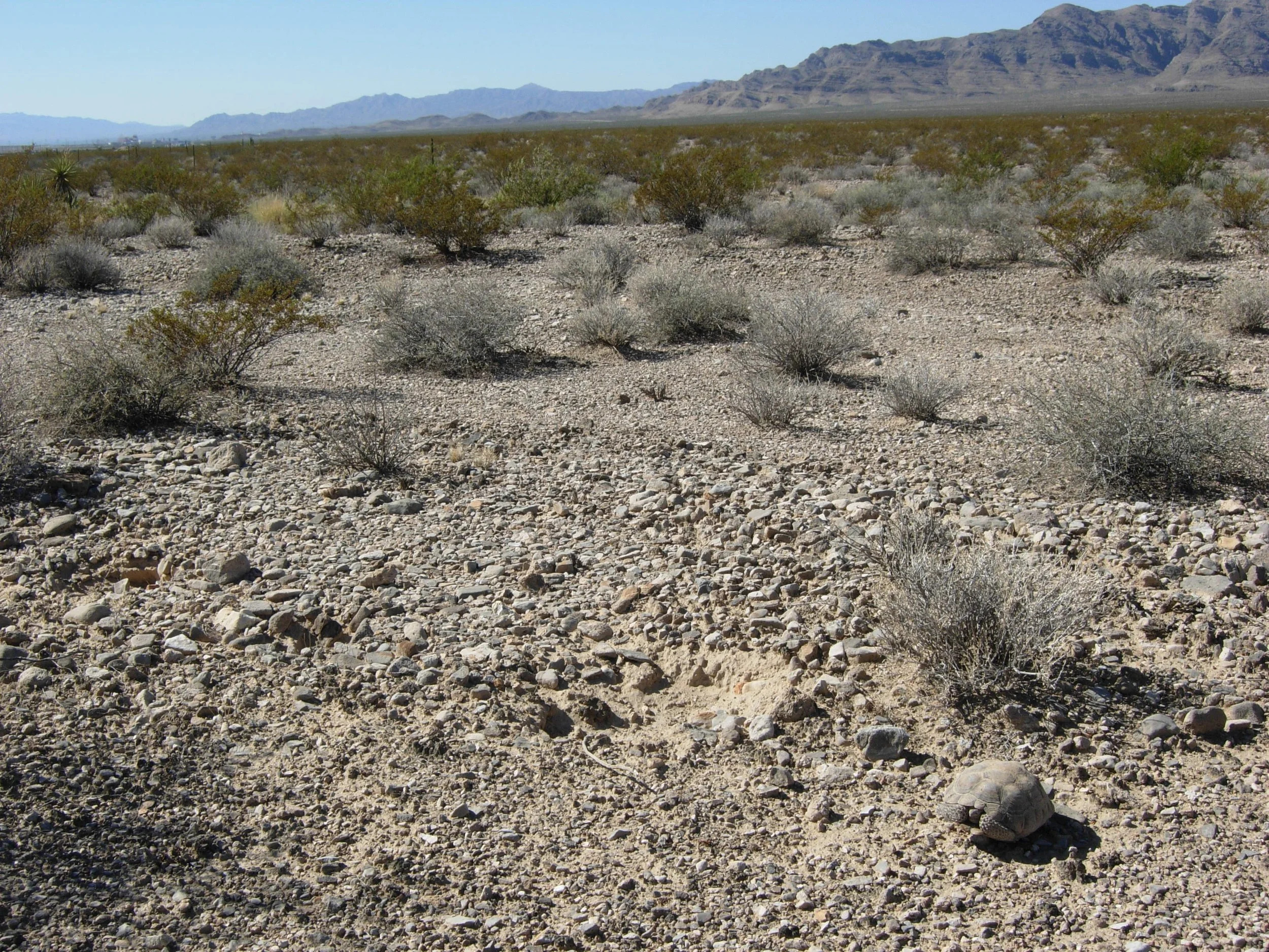 Improving Forage Quality for Desert Tortoises: Research Brief