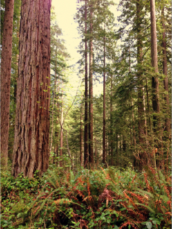 Coast Redwood Forest Symposium: Past Successes and Future Directions