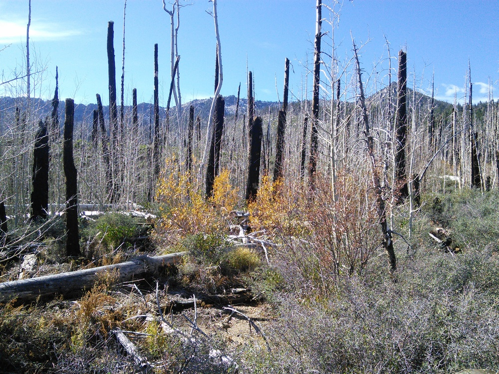 A pile burn in the newly restored Aspen stand.