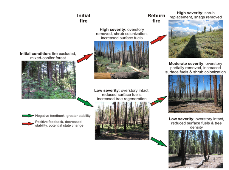 Influence of post-fire vegetation and fuels on fire severity patterns in reburns: Research Brief