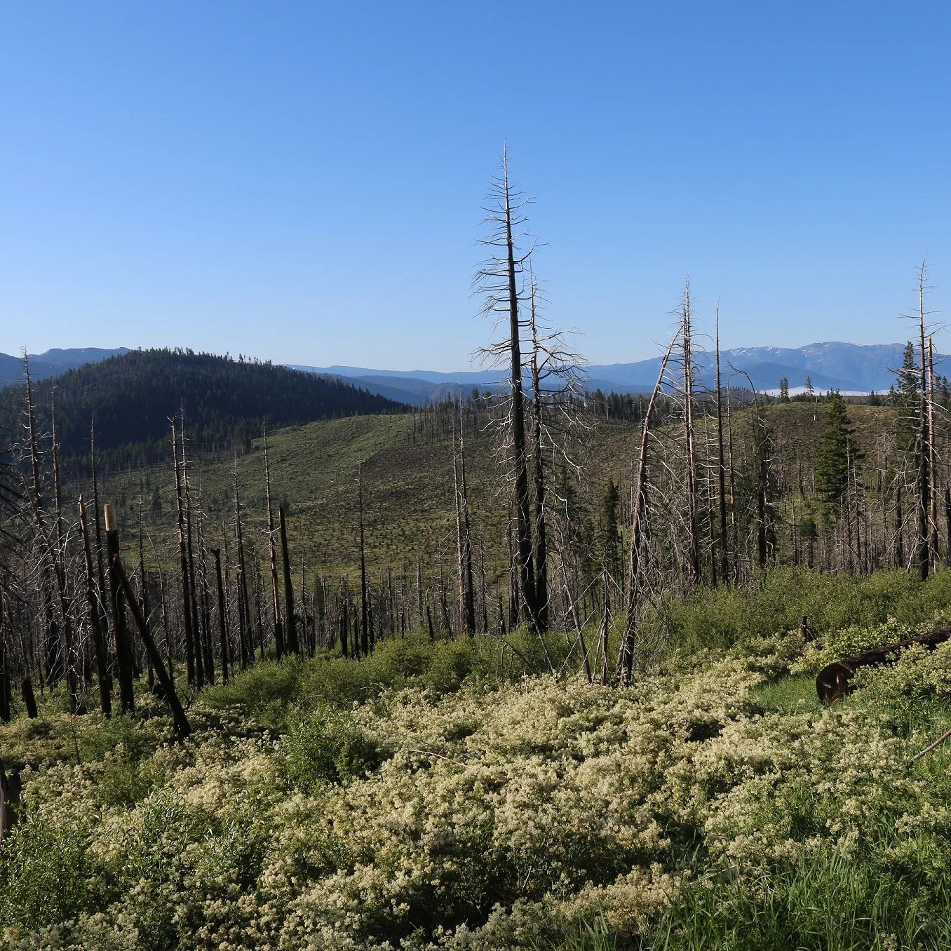 Pyrodiversity Promotes Avian Diversity in Semi-Arid Forests: Research Brief