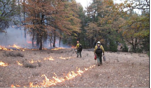 Five Prescribed Fire Training Exchanges (TREX's) in California This Fall