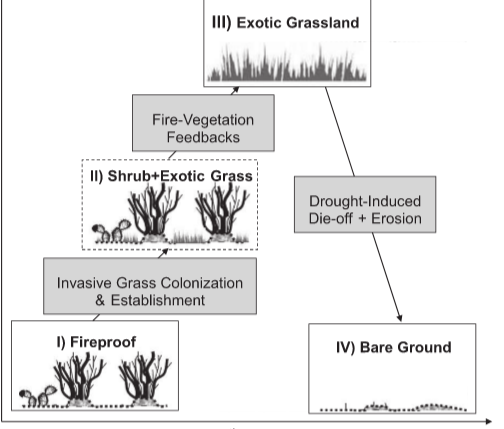 Modeling Desert Shrubland Changes with an Invasive Grass Introduction and Climate Change: Research Brief