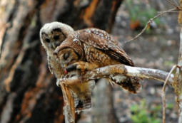 Without intervention, habitat for the California spotted owl is predicted to be lost to wildfire in 75 years: Research Brief