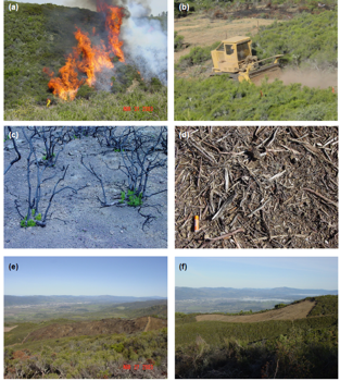 Chaparral Bird Communities Harmed by Shrub Removal: Research Brief