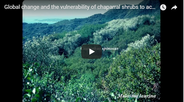 Global change and the vulnerability of chaparral shrubs to acute drought versus chronic drought:  Recorded Presentation