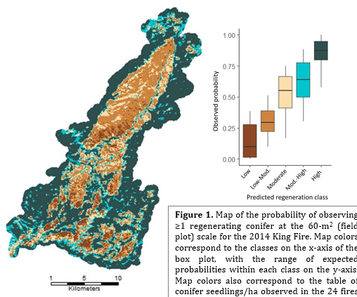 Spatial predictions of conifer regeneration after wildfire may help managers prioritize reforestation efforts: Research Brief