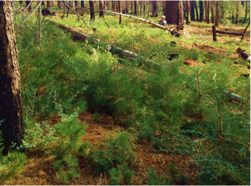 Natural experiment shows SPLAT fuel treatment efficacy: Research Brief