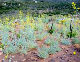 Mastication Fuel Treatments Impact Chaparral Structure and Biodiversity: Research Brief