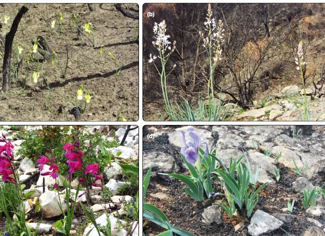 Why Call Wildfire A Beneficial Ecosystem Service?  Research Brief