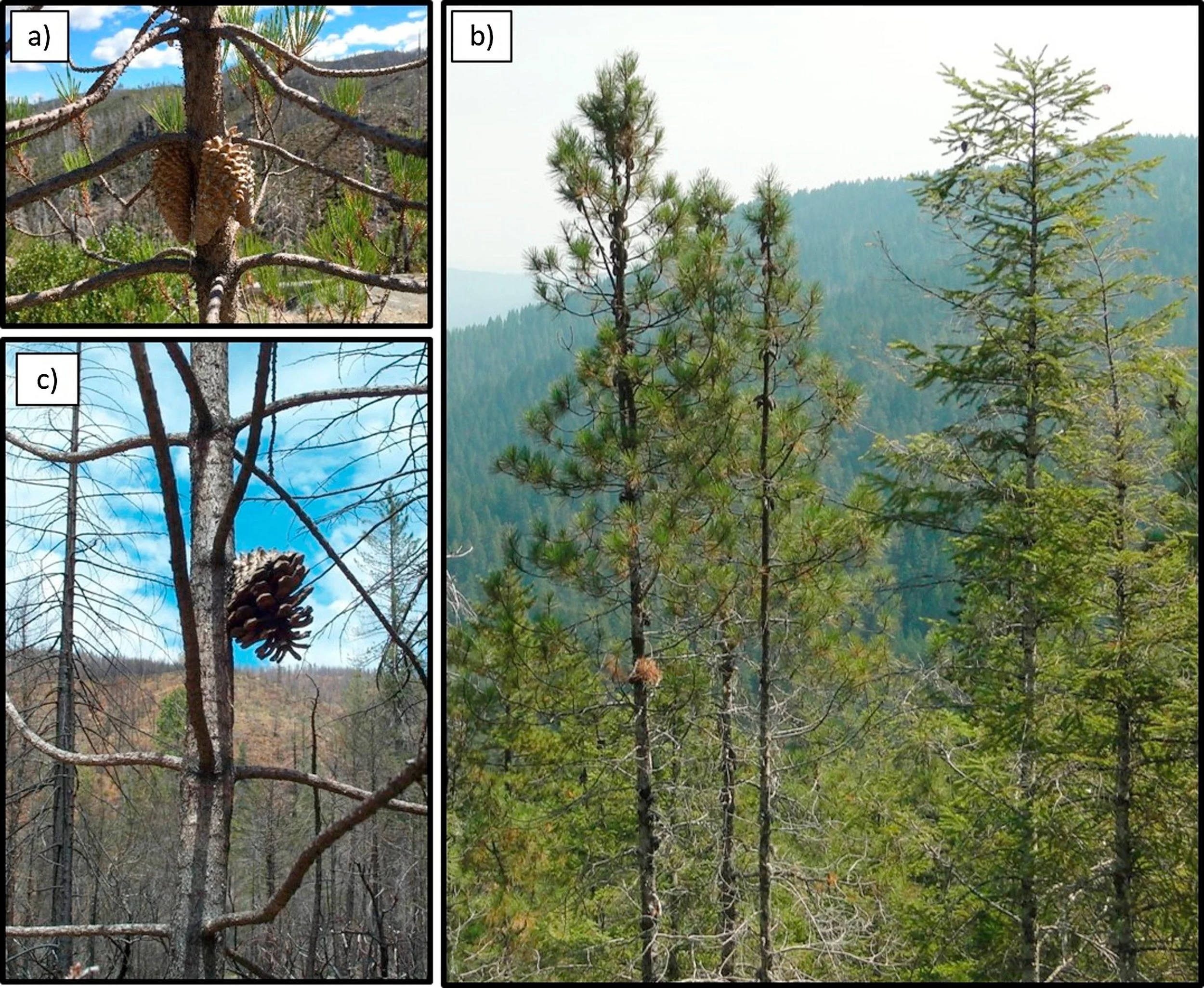 Changing Knobcone Pine Risks Across Time and Range: Research Brief
