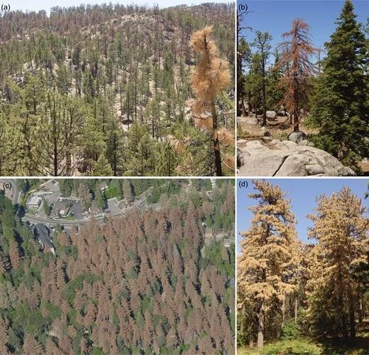 Wildfire Following Severe Tree Mortality in Frequent Fire Forests: A Research Summary and Call for Proactive Management : Research Brief