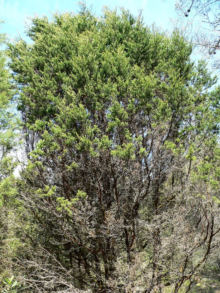 Immaturity Risks with Frequent Fire for Tecate Cypress : Research Brief