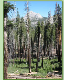 Wildfire Impacts in California Forests: Is Past Management or Climate Change the Biggest Factor? Lecture 