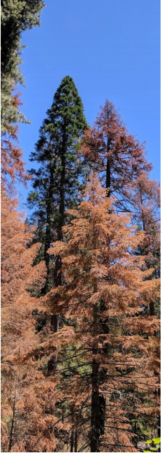 CANCELED: California Tree Mortality Data Collection Network 2020 workshop