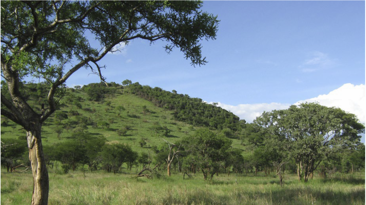 Fire and Herbivory Shape Non-forested Ecosystems: Research Brief